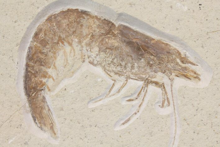 Large, Jurassic, Fossil Shrimp (Antrimpos) - Solnhofen Limestone #167798